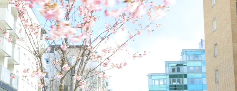 Körsbärsträden blommar i Jakobsbergs centrum.