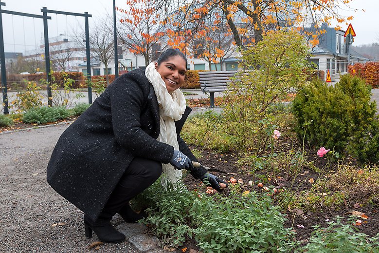 Kommunstyrelsens ordförande Emma Feldman med spade i handen planterar ett gäng lökar.